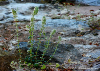 Micromeria Acropolitana: Die heimische Blume der Akropolis