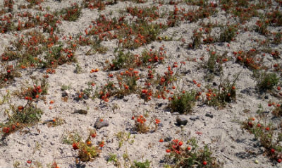 Kirschtomaten „made in Santorini“!