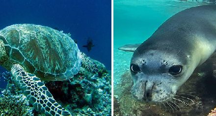 Gute Nachrichten für die bedrohten Meeresschildkröten Caretta Caretta und die Mittelmeer-Mönchsrobben Monachus Monachus in Griechenland!