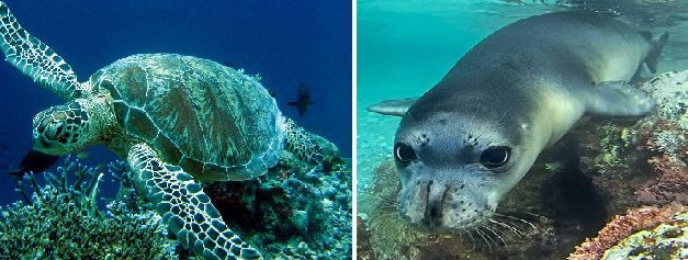 Gute Nachrichten für die bedrohten Meeresschildkröten Caretta Caretta und die Mittelmeer-Mönchsrobben Monachus Monachus in Griechenland!