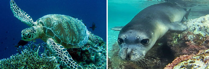 Gute Nachrichten für die bedrohten Meeresschildkröten Caretta Caretta und die Mittelmeer-Mönchsrobben Monachus Monachus in Griechenland!