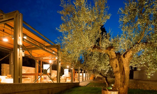 Ein Museum für den Olivenbaum und die Olive