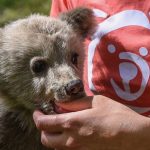Die NGO ARCTUROS : Liebe und Schutz für Wildtiere