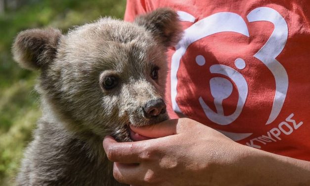 Die NGO ARCTUROS : Liebe und Schutz für Wildtiere