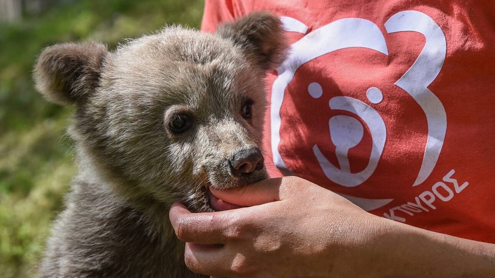 Die NGO ARCTUROS : Liebe und Schutz für Wildtiere