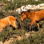 Das Pferd von Skyros: eine einzigartige Pferderasse