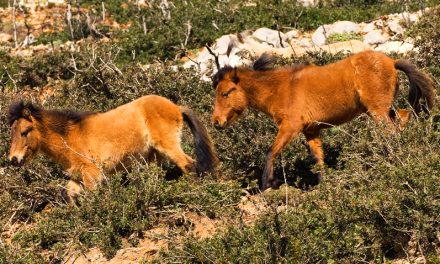 Das Pferd von Skyros: eine einzigartige Pferderasse