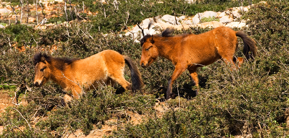 Das Pferd von Skyros: eine einzigartige Pferderasse