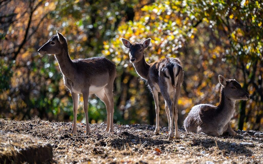 Ökotourismus im Wildpark von Bourazani: Ein Ort von einzigartiger Schönheit in Konitsa, Epirus