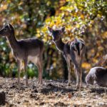 Ökotourismus im Wildpark von Bourazani: Ein Ort von einzigartiger Schönheit in Konitsa, Epirus