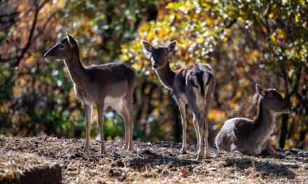 Ökotourismus im Wildpark von Bourazani: Ein Ort von einzigartiger Schönheit in Konitsa, Epirus